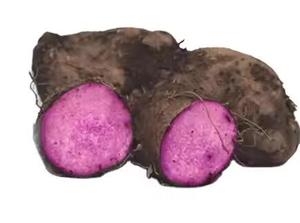 Ñame morado congelado a granel Verduras congeladas de primera calidad para mayoristas y mercado global - Product Image 6