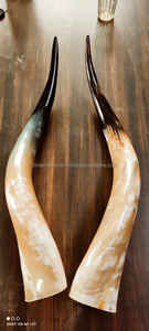 Custom Size Best Quality Buffalo Pear Horn <b>Hand</b> <b>Made</b> with Polished Pair of Professional Horns for Events Buffalo Horn - Product Image 5