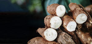 Amidon de tapioca vietnamien pur, polyvalent, sain et idéal pour la transformation alimentaire et l'exportation – Meilleure qualité à prix compétitif. - Product Image 4