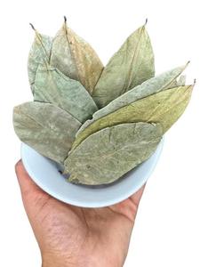 Hojas Verdes Secas, Producto Herbal, 50 Hojas por Paquete, Bolsa de Plástico Sellada al Vacío, Almacenamiento en Seco, Orgánico, Natural - Product Image 4