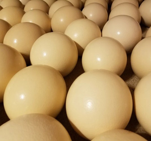 ไข่นกกระจอกเทศสดและลูกไก่ในห้องเก็บอุณหภูมิอุ่น - Product Image 4