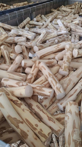 [MEILLEURES VENTES] |   Bâton à mâcher pour chien en bois de café, durable, pour le nettoyage des dents, jouet interactif sûr pour animaux de compagnie, anti-stress [HAUTE QUALITÉ] |   Café W - Product Image 2
