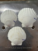 Coquillages marins naturels en gros, coquilles Saint-Jacques de 10-13 cm pour artisanat fait main du Vietnam, emballage sécurisé, exportation de coquillages