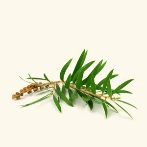 100% Pure Herbal Aromatic Profile B2B Steam Distilled Cajeput (Melaleuca Cajuputi) <b>Essential</b> <b>Oil</b> - By Katyani Exports From India - Product Image 4