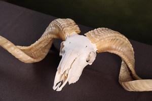 Shofar en corne de bélier Kudu, shofar en corne de bélier poli, shofar artisanal naturel, instrument en corne de bélier, shofar en corne de Kudu, shofar juif - Product Image 3