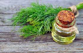 Aceite de Semillas de Diente de Hinojo de Primera Calidad, Puro y Natural, 100% Orgánico, Venta al por Mayor, Fabricante Confiable, Exportación de la India, Alta Calidad - Product Image 5