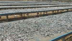 Anchoas Secas a Precio Económico, Pescado Seco, Ingrediente para Sopa, Sabor Umami, Pescado Natural - Product Image 4