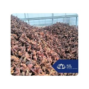 [VENTE CHAUDE] Épice Premium Anis Étoilé Entier pour une Cuisine Savoureuse – Fournisseur en Gros du Vietnam - Product Image 1