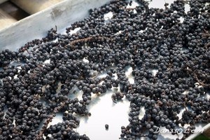 Poivre noir de qualité supérieure, piment de la Jamaïque, origine Vietnam, épice séchée brute AD, 50 kg, certifié HACCP, Phalco JSC - Product Image 2