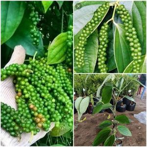 Pimienta verde congelada de Vietnam de grado premium para uso culinario con fuerte aroma natural y sabor picante - Product Image 3