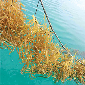 Matière première d'algues marines séchées Raw Sea Moss Gold pour le marché de gros, quantité en vrac, prix usine, excellent prix Vietnam - Product Image 3