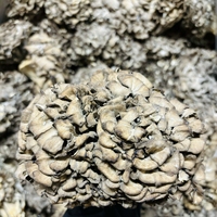 Thé santé à base d'extrait de champignon Maitake en poudre, 20% de bêta-glucane