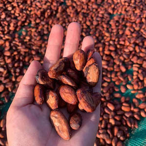 Granos de Cacao de la Mejor Calidad de África, Granos de Cacao Crudos para la Industria Alimentaria, 100% Granos de Cacao para Chocolate - Product Image 2