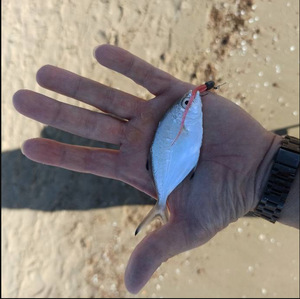 Señuelo de Pesca de Plástico Suave con Cola de Aguja Ultraligero de 65 mm y 0.34 g, con Brillo, para Pesca de Micro Rock Shore - Product Image 2