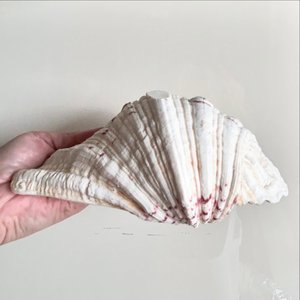 Conchas de almeja gigantes al por mayor a precio económico, conchas marinas naturales muy vendidas para decoración - Product Image 3