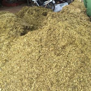 Productos de alimentación animal a base de ensilaje de maíz, granos de paja de maíz fermentados para alimentación de caballos/vacas/cabras y ovejas, ensilaje de maíz en venta - Product Image 2