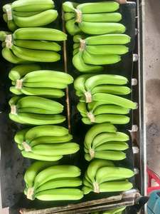 Plátano Cavendish Verde Fresco, Grado A, 13 kg, Fruta Tropical de Dong Nai, Vietnam, Marca 99D, Venta al por Mayor, 2 Meses de Duración - Product Image 2