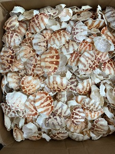 Coquille de crabe séchée naturelle pour garniture et décoration - Product Image 4