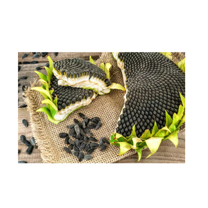 Graines de tournesol de qualité supérieure en gros à prix avantageux, non-OGM, biologiques, nourriture pour oiseaux, graines de tournesol noires - Product Image 5