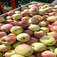 Verse, heerlijke appel uit Thailand, grote maat (8cm, 200g), premium kwaliteit, vers fruit te koop.