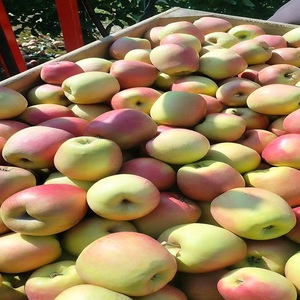 แอปเปิ้ลสดอร่อยจากประเทศไทย เกรดใหญ่ ขนาด 8 ซม. 200 กรัม คุณภาพพรีเมียม ผลไม้สดสำหรับขาย - Product Image 1