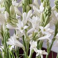 Minyak Absolut Tuberose Premium 100% Murni, Diekstrak dengan Pelarut dari Bunga Wangi dengan Aroma Bunga Manis yang Intens