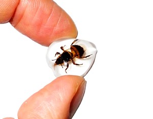 Cabujón de Plástico con Especímen Real de Abeja, Forma de Corazón, 17x21 mm, Base Plana Blanca, para Manualidades y Joyería - Product Image 3