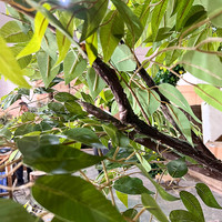 Grand arbre artificiel naturel unique pour décoration intérieure, grand ficus artificiel en forme d'arche, arbre banian vert, plantes durables en fibre de verre