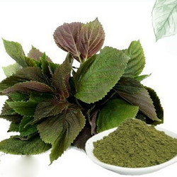 POLVO DE SHISO ROJO ORGÁNICO / POLVO DE HOJA DE PERILA MORADA SECADA 100% PURO AL POR MAYOR - Product Image 2