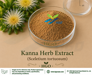 โรงงาน HGO จัดจำหน่ายสารสกัดจากสมุนไพรคันนาบริสุทธิ์จากธรรมชาติ (Sceletium tortuosum) เกรดอาหาร อัตราส่วนสารสกัด 5:1 10:1 20:1 - Product Image 1