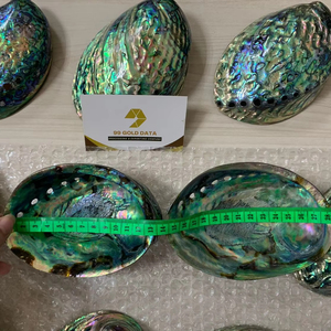 Natural Abalone Shell Raw Polished Mixed Sizes Seashell Vietnam Manufacturer Bulk Wholesale Export Supply - Product Image 1