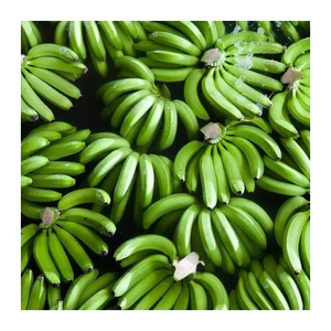 Banane Cavendish verte de haute qualité, produit d'exportation pour la production de chips, la cuisine et l'approvisionnement alimentaire industriel - Product Image 1