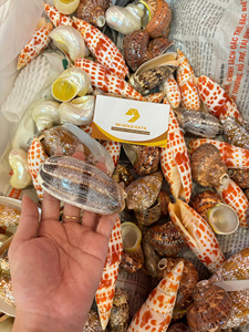 Tasse en coquillage artisanale en coquille de conque naturelle avec insert en verre, vaisselle décorative pour cocktails, jus, bar, cadeau du Vietnam - Product Image 6