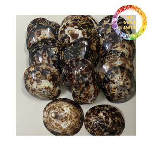 Natural limpet shells for <b>beach</b> decor crafts and marine style home <b>accessories</b> bulk export - Product Image 4