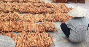 STICK CASSIA-Canela de origen vietnamita de la más alta calidad Mejor precio Pimientos crudos Especias Aceite conservado Contacto WS Eric + 84916477392 - Product Image 3