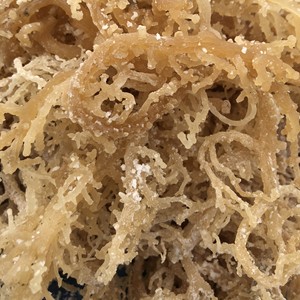 Ingrédient d'algues naturelles séchées au soleil de mousse de mer pour la transformation culinaire et le marché d'exportation Vietnam - Product Image 3