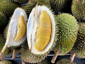 มันทอง (โดน่า) ทุเรียน |   สดและแช่แข็ง |   ซัพพลายเออร์ B2B เวียดนาม - Product Image 5