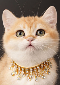 (20 to 25) <b>Crystal</b> Collar for Cat and Dogs, Luxury Collars for Cats , Dog Collars and Leash , Unique Pet Product , Cat Collars - Product Image 2