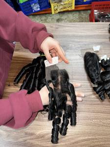 2024 Super Double Funmi Bouncy Curls 100% Extensión de cabello humano virgen 100 gramos Máquina Doble trama para todos los colores - Product Image 4