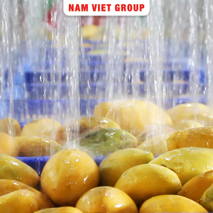 Supplier <b>Beverage</b> From Vietnam Mango Juice Drink Free Sample Free Design Best Quality 500ml Bottle Natural and Pure Mango Juice - Product Image 2