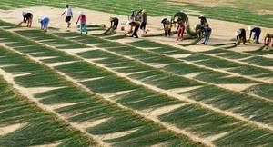 Juego elegante y moderno de 3 cestas de pared de algas marinas Decoración elegante para el hogar - Product Image 6