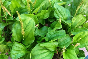 Esencia Botánica Oriental: Hojas Secas de Plantago Asiatica para Compradores de Hierbas en Todo el Mundo - Product Image 4