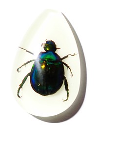 Cabochon en plastique de spécimen réel de Scarabée coloré, taille poire, 46x30 mm, fond plat, pour artisanat et fabrication de bijoux - Product Image 6