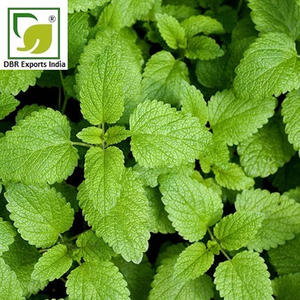 Natural Lemon Balm Melissa Oil Manufacturer and Exporter from India for Cosmetic and Perfumery Industry - Product Image 3