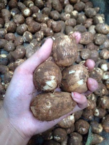 Racine de Taro Congelée IQF, Peau Brune, Pulpe Blanche, Emballage en Vrac, Approvisionnement en Gros - Product Image 5