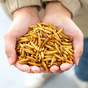 Larvas de Mosca Soldado Negra Altas en Proteínas, Secas y Desgrasadas |   Suministro al por Mayor |   OEM Disponible/ MS. ALINA - Product Image 1