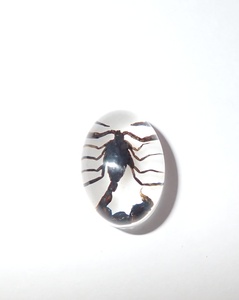 Cabujón Ovalado de Plástico con Espécimen Real de Escorpión Negro de 12x18 mm sobre Base Plana Blanca para Manualidades y Joyería - Product Image 5