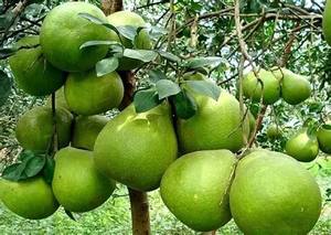 Pomelo Verde Fresco de Vietnam, Dulce y Jugoso, con Pulpa Rosada, Calidad Premium de Exportación, Cítrico, 60-90 Días de Vida Útil, Uso Inmediato - Product Image 4