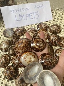 Coquille de cauris brun polie / Coquille de trompette naturelle polie par le fabricant, artisanat, décoration intérieure, souvenir de Noël, cadeau - Product Image 6