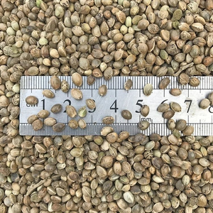 Graines de chanvre crues séchées de qualité supérieure en gros, vente en vrac, qualité alimentaire premium, 25 kg, stock disponible, approvisionnement pour l'exportation - Product Image 1